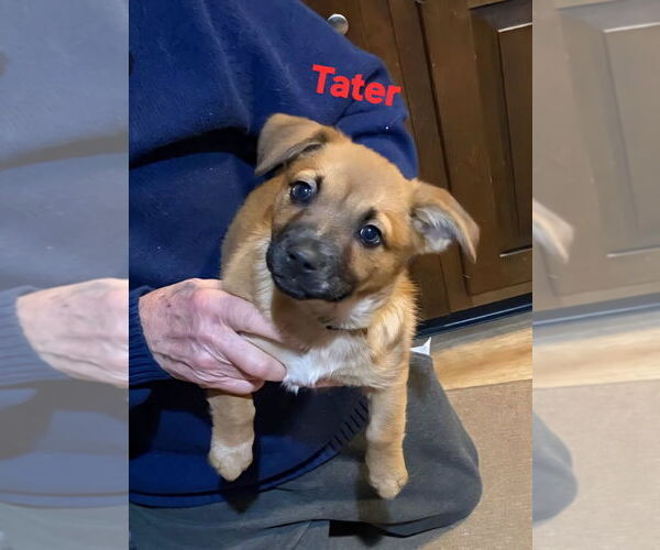 Medium Photo #2 Mutt Puppy For Sale in South Bend, IN, USA