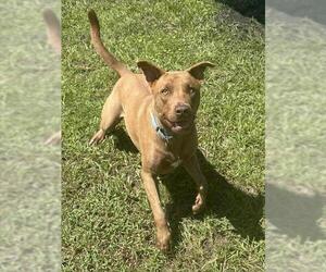 Labrador Retriever-Unknown Mix Dogs for adoption in Palmetto, FL, USA