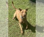 ARCHIE - Male Labrador Retriever-Unknown Mix Dog for Adoption - Small photo