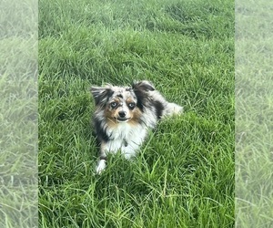 Mother of the Aussiedoodle Toy puppies born on 12/18/2025