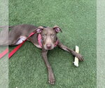 Small #2 Labrador Retriever Mix