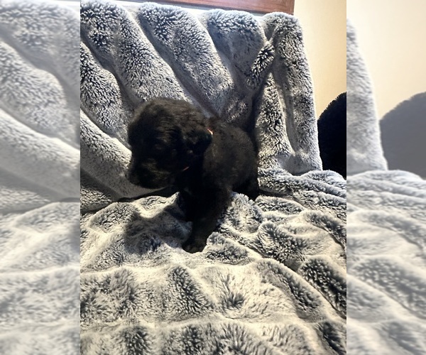 Medium Photo #2 Labradoodle Puppy For Sale in KIRKSVILLE, MO, USA