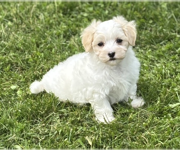 Medium Photo #14 Maltese Puppy For Sale in ROCK STREAM, NY, USA