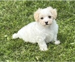 Small #13 Maltese