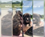 Small #4 Boxer