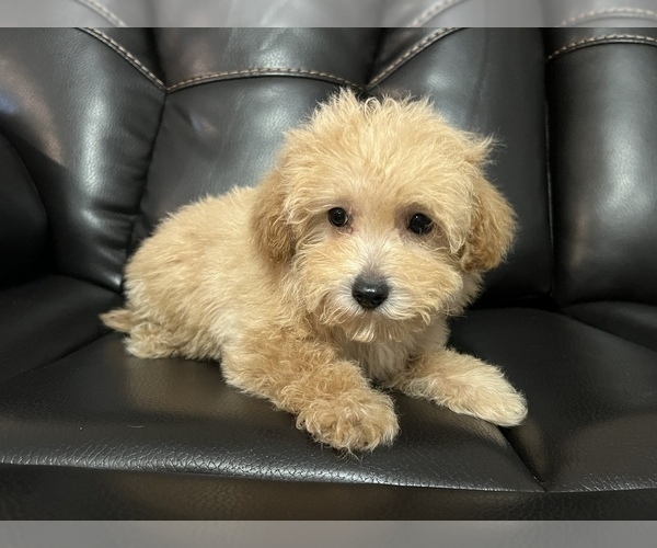 Medium Photo #3 Maltipoo Puppy For Sale in LANCASTER, KY, USA