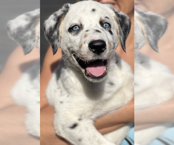 Medium Photo #3 Great Pyrenees-Unknown Mix Puppy For Sale in Dana Point, CA, USA