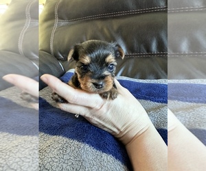 Yorkshire Terrier Puppy for sale in DOWAGIAC, MI, USA