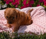 Small Photo #39 Cavapoo Puppy For Sale in GOSHEN, IN, USA