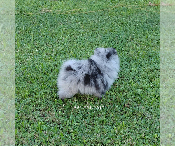 Medium Photo #1 Pomeranian Puppy For Sale in WEST PALM BEACH, FL, USA