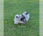 Image preview for Ad Listing. Nickname: Blue Merle