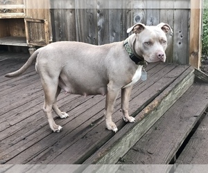 Mother of the American Bully puppies born on 08/20/2019
