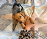 Small #10 Dachshund