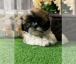 Small #2 Shih Tzu
