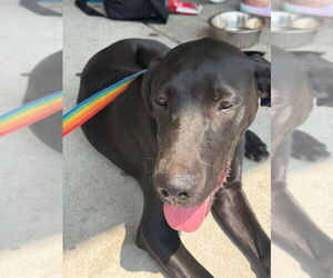 Medium Great Dane-Labrador Retriever Mix