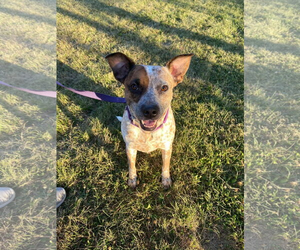 Medium Photo #2 Mutt Puppy For Sale in Garden City, NY, USA