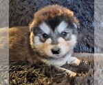 Small Photo #24 Alaskan Malamute Puppy For Sale in MIDWEST CITY, OK, USA