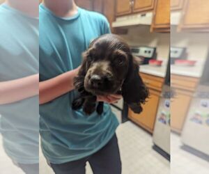 Boykin Spaniel Puppy for sale in PATTERSON, GA, USA