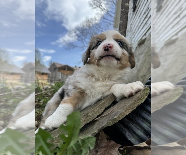 Medium Photo #8 Aussie-Corgi Puppy For Sale in ESPERANCE, NY, USA