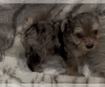 Small #3 Yorkshire Terrier