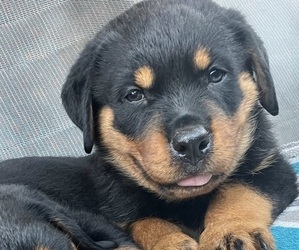 Rottweiler Puppy for sale in BOSTON, VA, USA