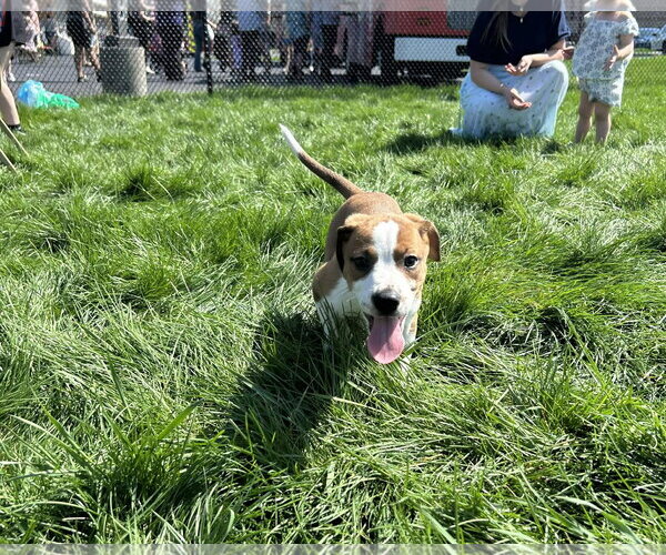 Medium Photo #3 Bogle Puppy For Sale in Mechanicsburg, PA, USA