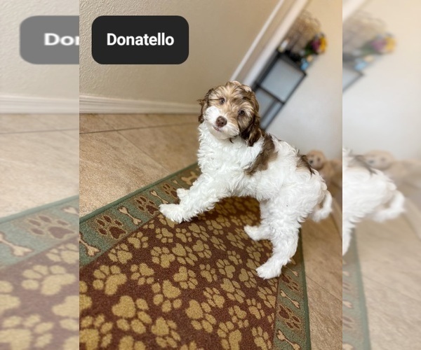 Medium Photo #7 Poovanese Puppy For Sale in TUCSON, AZ, USA