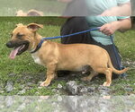 Small #1 Mutt