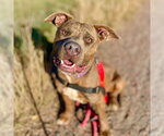 STANLEY - Male Mutt Dog for Adoption - Small photo