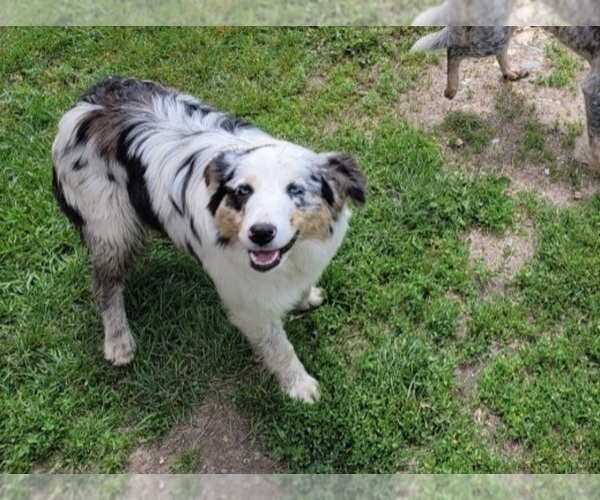 Medium Photo #4 Australian Shepherd Puppy For Sale in NEW YORK MILLS, MN, USA