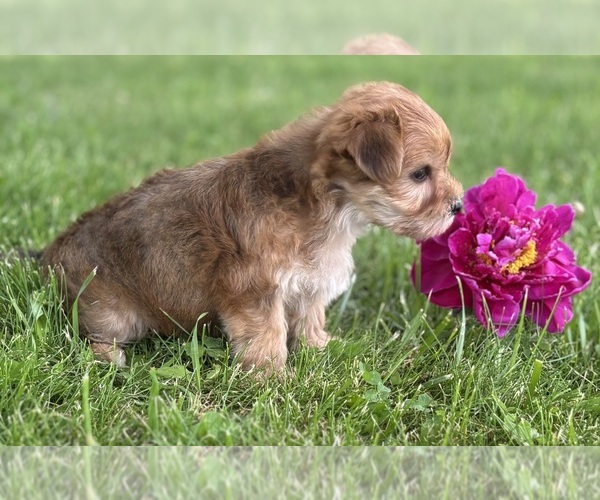 Medium Photo #10 Morkie Puppy For Sale in ROCK STREAM, NY, USA