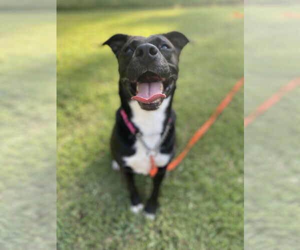 Medium Photo #33 American Staffordshire Terrier-Unknown Mix Puppy For Sale in Rosenberg, TX, USA