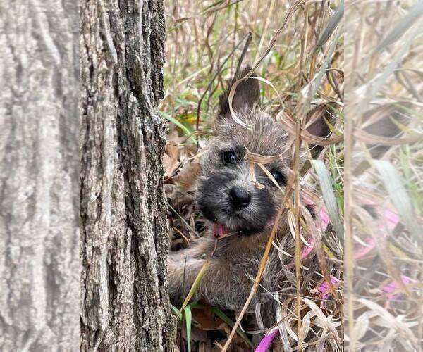 Medium Photo #6 Cairn Terrier Puppy For Sale in WHITEWOOD, SD, USA