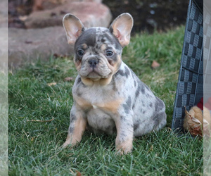 French Bulldog Puppy for sale in LITITZ, PA, USA