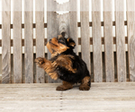 Small #10 Yorkshire Terrier