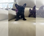 Puppy Martisha Jr French Bulldog