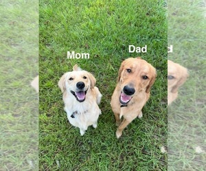 Mother of the Golden Retriever puppies born on 07/29/2025