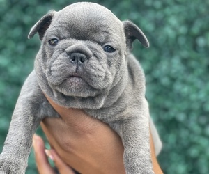 French Bulldog Puppy for sale in PORTSMOUTH, VA, USA