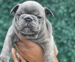 Small French Bulldog