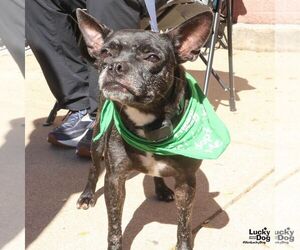 Marco - Male Boston Terrier-Unknown Mix Dog for Adoption - Photo #3