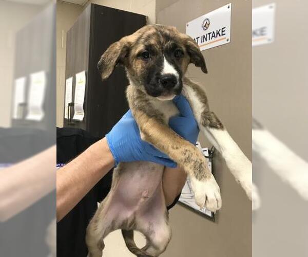 Medium Photo #1 German Shepherd Dog-Unknown Mix Puppy For Sale in Conroe, TX, USA