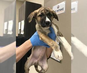 German Shepherd Dog Mix Dog for Adoption in Conroe, Texas USA