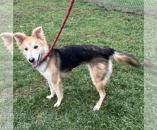 Medium Photo #3 Border Collie-Whippet Mix Puppy For Sale in Batavia, OH, USA