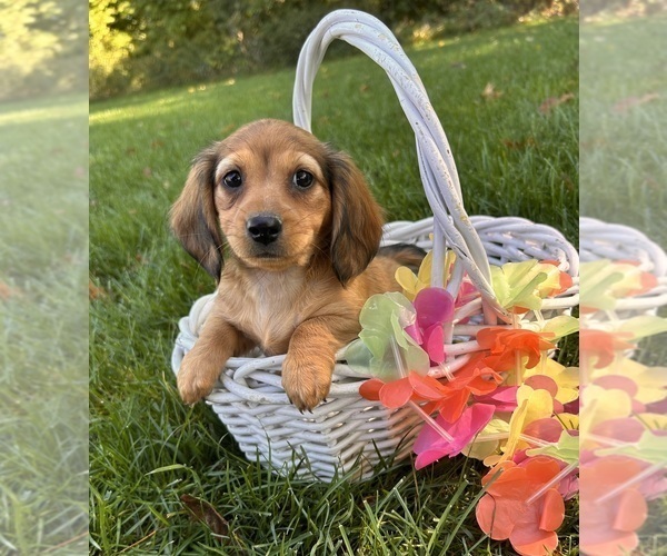 Medium Photo #3 Dachshund Puppy For Sale in MIDDLEBURY, IN, USA