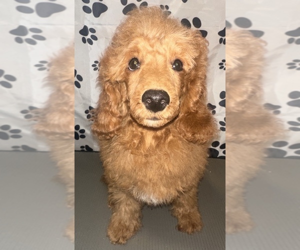 Medium Photo #1 Poodle (Miniature) Puppy For Sale in BRONX, NY, USA