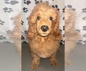 Poodle (Miniature) Puppy for sale in BRONX, NY, USA