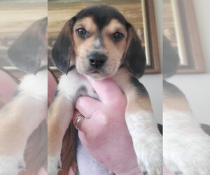 Beagle Puppy for sale in ABERDEEN, WA, USA