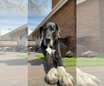 Small Great Dane