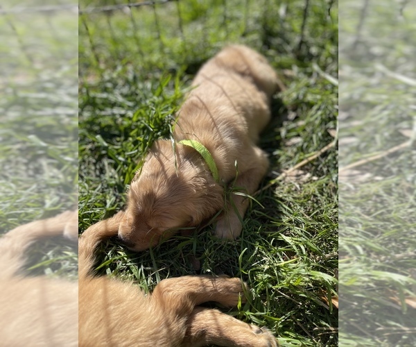 Medium Photo #8 Golden Retriever Puppy For Sale in SUMMERVILLE, SC, USA