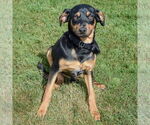 Small #3 Beagle-German Shepherd Dog Mix